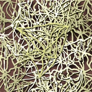 Psilocybin Mycelium Yellows on Brown by Su_G_©Su Schaefer2021