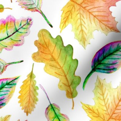 Colourful autumn leaves on a white background.