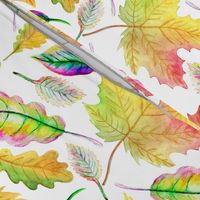 Colourful autumn leaves on a white background.