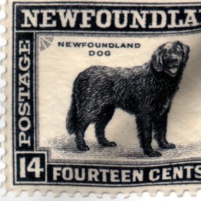Newfoundland Dog Stamp fabric or wallpaper