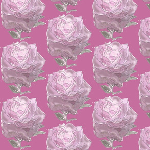 Pink rose