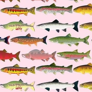 22 Trout and Salmon 2r 3in pink