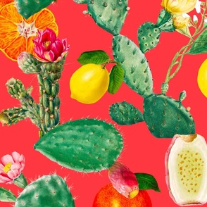 Cactus,cacti,succulent,plants, lemons,citrus,Sicilian ,exotic ,pattern