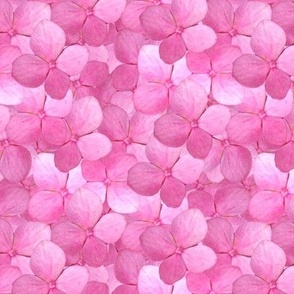 Hydrangea, Pink from photograph