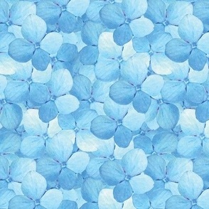 Hydrangea,  blue from photograph