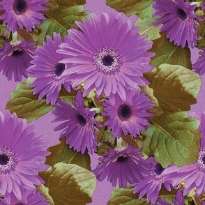 Gerbera Daisy Purple  large scale print