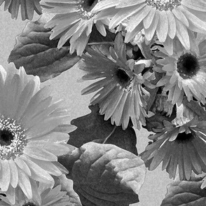 Gerbera Daisies in black, white large scale