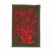 Victorian engraving of an Amaryllis, red on deep green