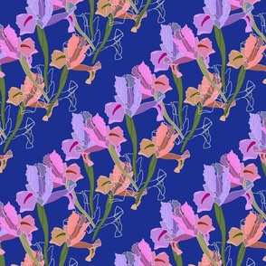 Iris Frenzy! Sapphire blue, medium to large