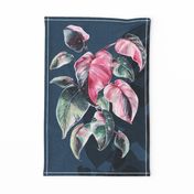 Pink Princess Philodendron on magic navy blue
