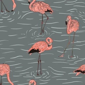 Flamingo in water