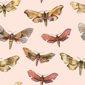 Hawk Moths. Insect butterflies. Hand-drawn Watercolor