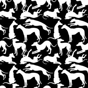 White Greyhound Dogs on Black