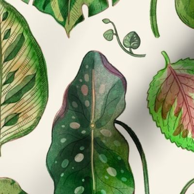 Jungelicious House Plants Pattern
