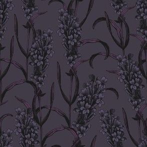 Lavender in Purple