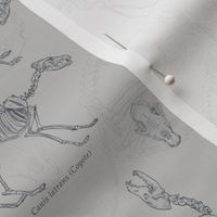 Coyote Skeletons and Skulls, Newsprint