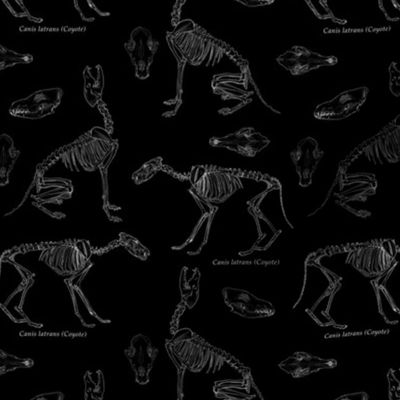 Coyote Skeletons and Skulls, Black