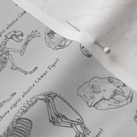 Amur Tiger Skeletons on Newsprint Grey