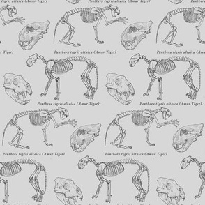 Amur Tiger Skeletons on Newsprint Grey