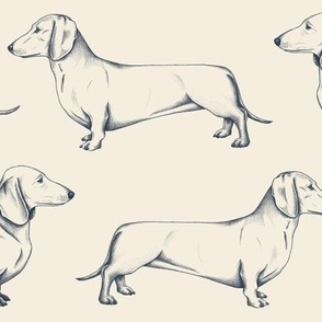 Simple dachshunds