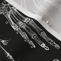 Black & White Vintage Anatomy