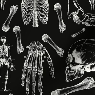 Black & White Vintage Anatomy