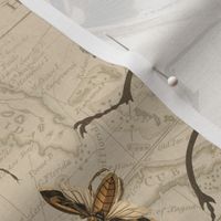 Vintage Beetles And Bugs Old Map