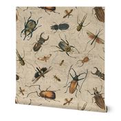Vintage Beetles And Bugs Old Map