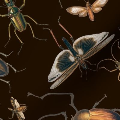 Vintage Beetles And Bugs Black