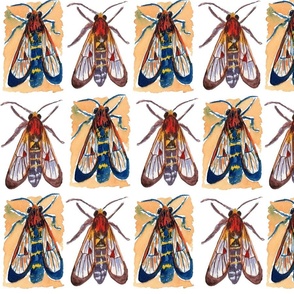 Wasp Moth in Watercolor