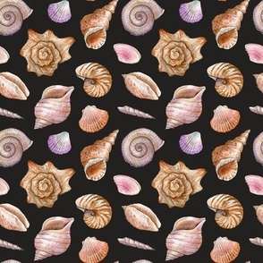 seashells on a black background