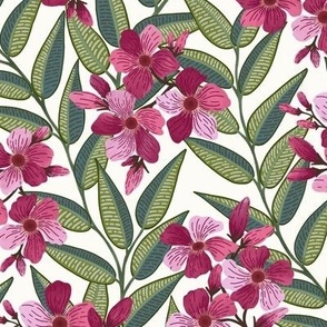 Oleander the toxic beauty pink white background M scale