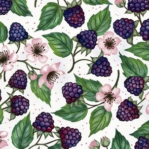 Blackberries on Branch  blush pink white background M scale