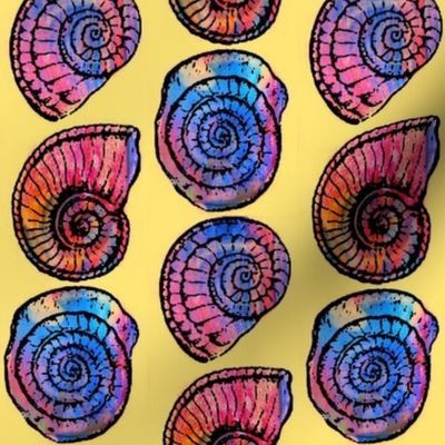 Amazing Ammonites 2!!!