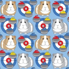 medium curling guinea pigs on blue