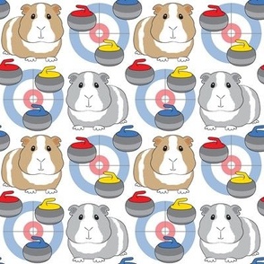medium curling guinea pigs on white