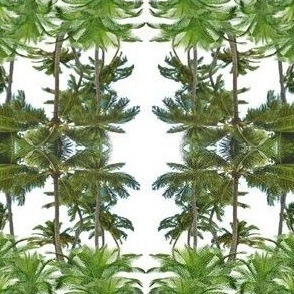 des palmiers sur fond blanc