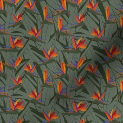 Strelitzia Jungle // Normal Scale // Exotic Plants // Tropical Moody // Strelitzia Flower // Dark Green Background // medium scale