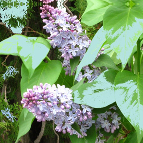 Lilac_with_light_leaves