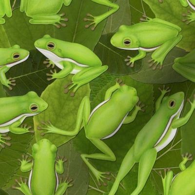 green tree frogs on leaves