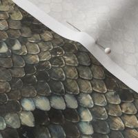 Rattlesnake snake skin - medium scale