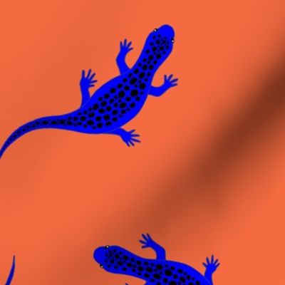 electric blue gecko on orange