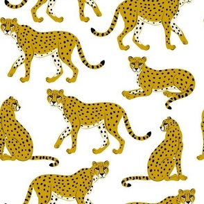 Cheetahs on White