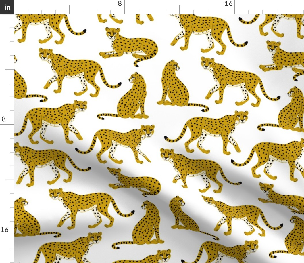 Cheetahs on White