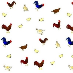 roosters and hens