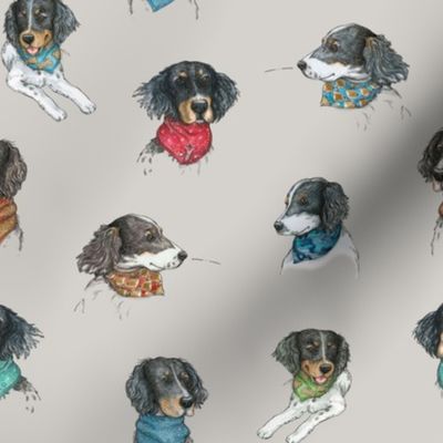 English Setter portraits