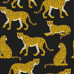 Cheetahs on Black