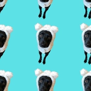 Dog In Sheep's Clothing (Cyan)