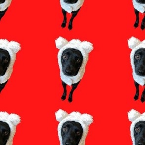 Dog In Sheep's Clothing (Red)