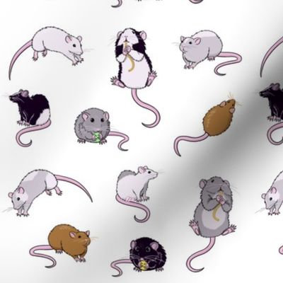 Rats Rats Rats